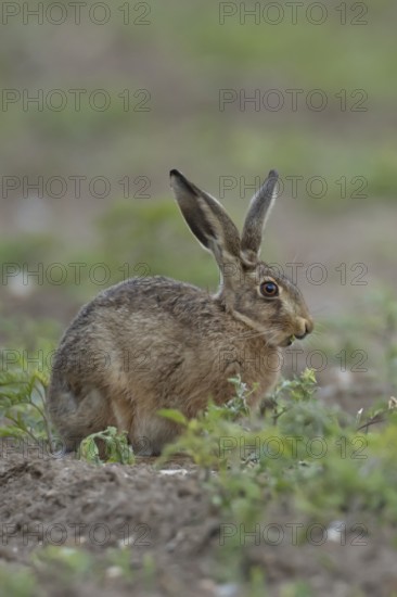 European brown hare (Lepus europaeus) adult animal eating a plant in a farmland field in summer, England, United Kingdom