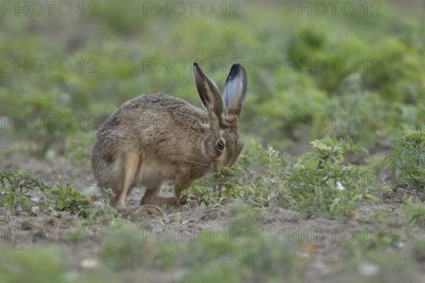 European brown hare (Lepus europaeus) adult animal eating a plant in a farmland field in summer, England, United Kingdom