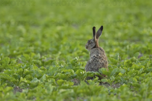 European brown hare (Lepus europaeus) adult animal in a sugar beet crop farmland field in summer, England, United Kingdom