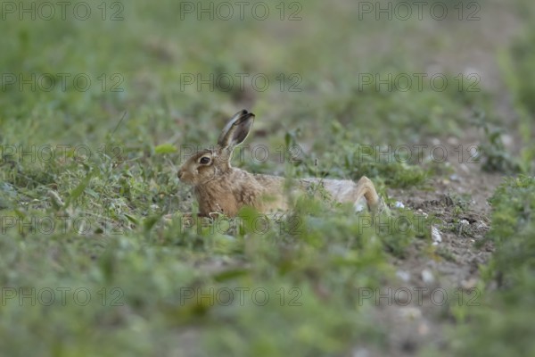 European brown hare (Lepus europaeus) adult animal laying down in a farmland field in summer, England, United Kingdom