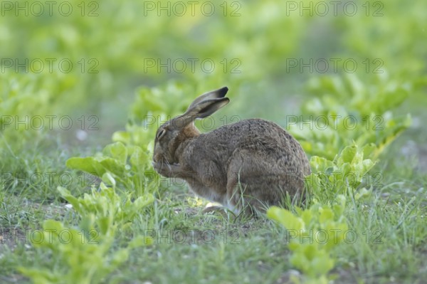 European brown hare (Lepus europaeus) adult animal washing its face in a sugar beet crop farmland field in summer, England, United Kingdom