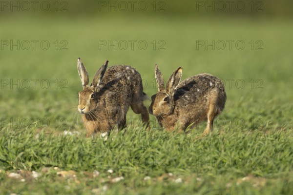 European brown hare (Lepus europaeus) two adult animals running in a farmland cereal field in springtime with one chasing the other, England, United Kingdom