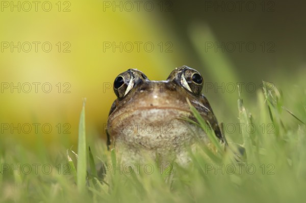 Common frog (Rana temporaria) adult amphibian on a garden grass lawn, England, United Kingdom