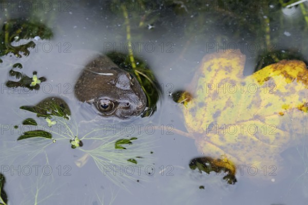 Common frog (Rana temporaria) adult amphibian on the water surface of a pond, England, United Kingdom