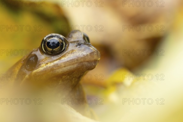 Common frog (Rana temporaria) adult amphibian amongst fallen autumn leaves, England, United Kingdom