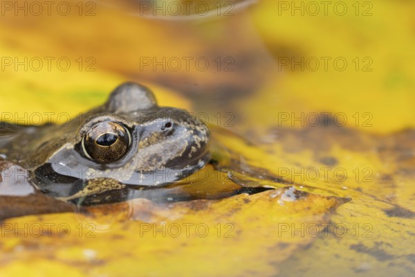Common frog (Rana temporaria) adult amphibian on the water surface of a pond with fallen autumn leaves, England, United Kingdom