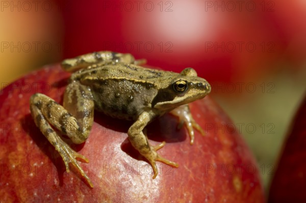 Common frog (Rana temporaria) adult amphibian on a fallen red apple in a garden in summer, England, United Kingdom