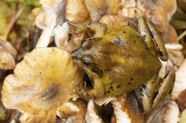 Common frog (Rana temporaria) adult amphibian on a fungi or mushroom in autumn, England, United Kingdom