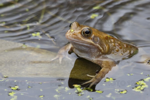 Common frog (Rana temporaria) adult amphibian on the water surface of a garden pond in spring, England, United Kingdom