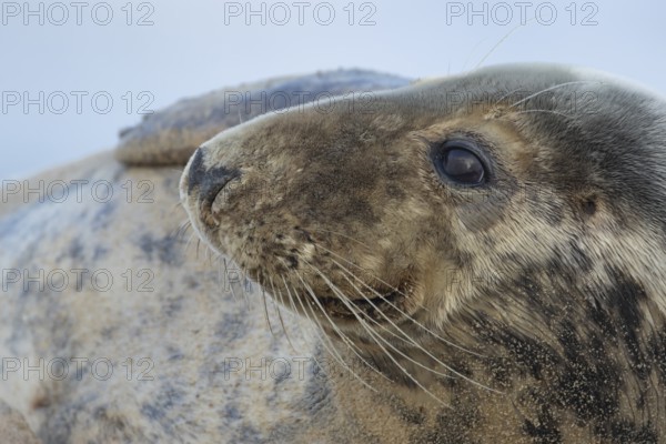 Atlantic grey seal (Halichoerus grypus) adult animal head portrait, England, United Kingdom