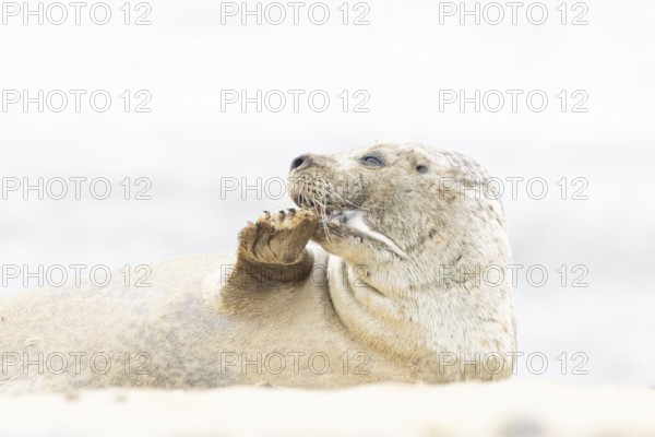Common or Habor seal (Phoca vitulina) adult animal resting on the sand of a beach, England, United Kingdom