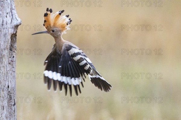 Hoopoe (Upupa epopa) Hungary