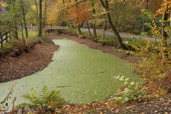 Autumn foliage, Stikelkamper Wald, Leer District, East Frisia, Lower Saxony, Germany