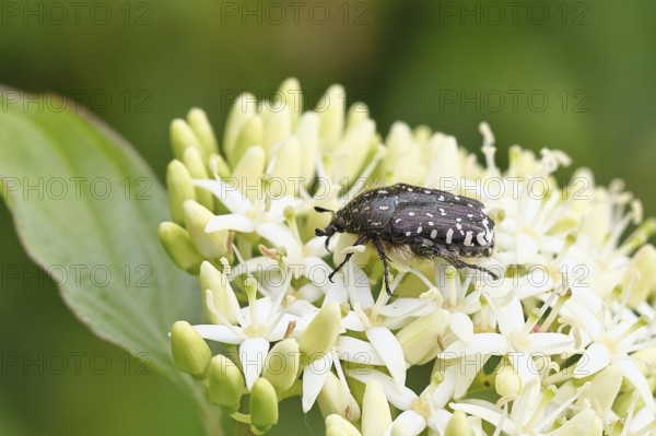 Weeping rose beetle (Oxythyrea funesta), on flowers of Common Dogwood, (Cornus sanguinea), other animals, insects, beetles, animals, wildlife, close-up, Wilnsdorf, North Rhine-Westphalia, Germany