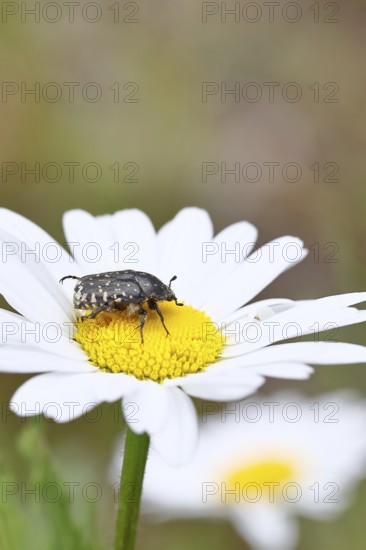 Weeping rose beetle (Oxythyrea funesta), on meadow daisy (Leucanthemum vulgare), other animals, insects, beetles, animals, wildlife, close-up, Wilnsdorf, North Rhine-Westphalia, Germany