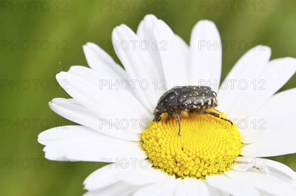 Weeping rose beetle (Oxythyrea funesta), on meadow daisy (Leucanthemum vulgare), other animals, insects, beetles, animals, wildlife, close-up, Wilnsdorf, North Rhine-Westphalia, Germany
