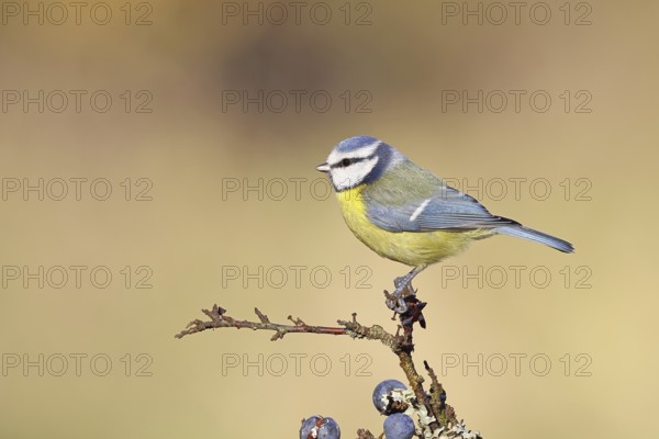 Blue tit (Parus caeruleus), sitting on a branch in a blackthorn bush, (Prunus spinosa), sloes, with ripe fruit, autumn, wildlife, animals, tit family, songbird, birds, Wilnsdorf, North Rhine-Westphalia, Germany