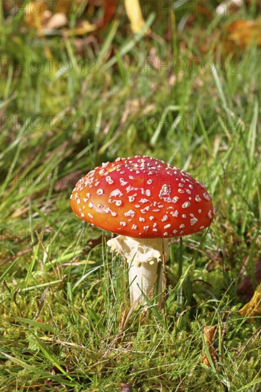 Red fly agaric (Amanita muscaria), fruiting body, in a meadow, close-up, Wilnsdorf, North Rhine-Westphalia, Germany
