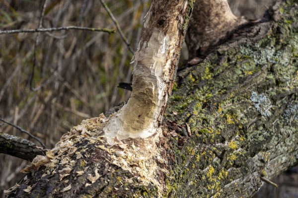 Tree felled by beaver, Darßwald, Darß, Fischland-Darß-Zingst, Western Pomerania Lagoon Area National Park, Mecklenburg-Western Pomerania, Germany