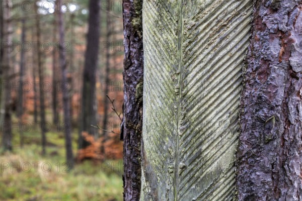 Pine tree (Pinus) with cut-in resin conductive chips, resin extraction until 1990, Darßwald, Darß, Fischland-Darß-Zingst, National Park Vorpommersche Boddenlandschaft, Mecklenburg-Vorpommern, Germany