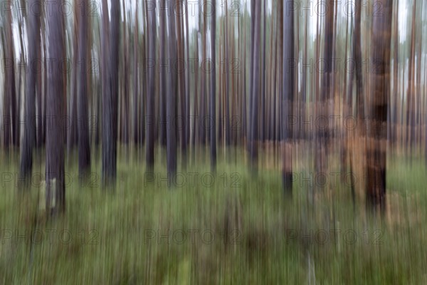 Forest, pine trees (Pinus), pine forest, tree trunks, distorted, moving camera, Darßwald, Fischland-Darß-Zingst, National Park Vorpommersche Boddenlandschaft, Mecklenburg-Vorpommern, Germany