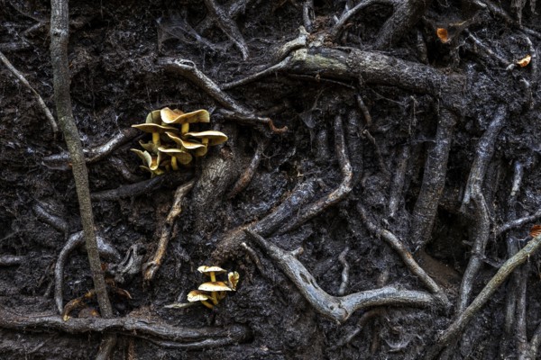 Mushrooms grow from the roots of a fallen tree, Darßwald, Darß, Fischland-Darß-Zingst, Western Pomerania Lagoon Area National Park, Mecklenburg-Western Pomerania, Germany