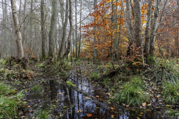 Moorland in the pristine Darßwald, autumn colors, Darß, Fischland-Darß-Zingst, Western Pomerania Lagoon Area National Park, Mecklenburg-Western Pomerania, Germany