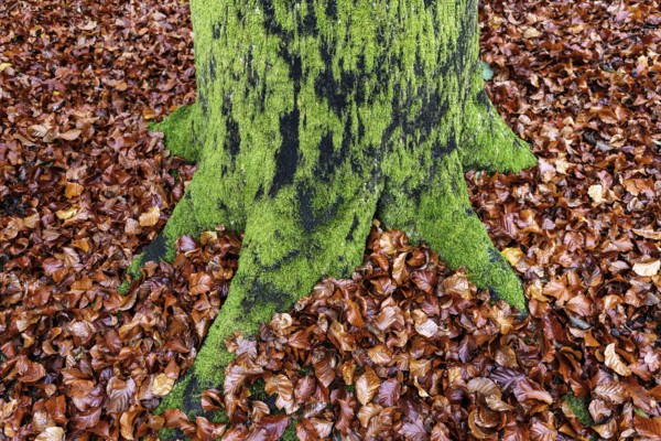 Moss-covered tree trunk in autumn forest, Darßwald, Fischland-Darß-Zingst, Western Pomerania Lagoon Area National Park, Mecklenburg-Western Pomerania, Germany