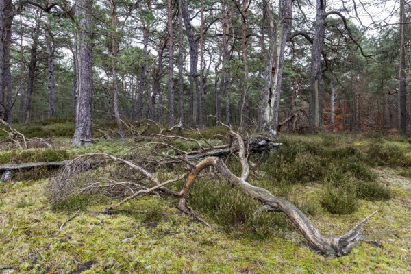 Pines (Pinus), pine forest, tree trunks, Darßwald, Fischland-Darß-Zingst, National Park Vorpommersche Boddenlandschaft, Mecklenburg-Vorpommern, Germany