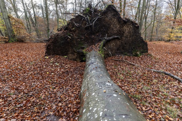 Fallen tree lies in autumn forest, autumn-colored leaves, Darßwald, Fischland-Darß-Zingst, Western Pomerania Lagoon Area National Park, Mecklenburg-Western Pomerania, Germany