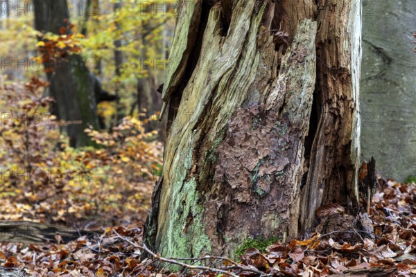 Rotten tree in autumn forest, Darßwald, Fischland-Darß-Zingst, Western Pomerania Lagoon Area National Park, Mecklenburg-Western Pomerania, Germany