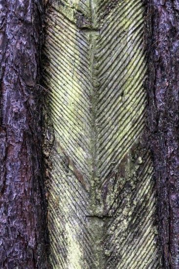 Pine tree (Pinus) with cut-in resin conductive chips, resin extraction until 1990, Darßwald, Darß, Fischland-Darß-Zingst, National Park Vorpommersche Boddenlandschaft, Mecklenburg-Vorpommern, Germany