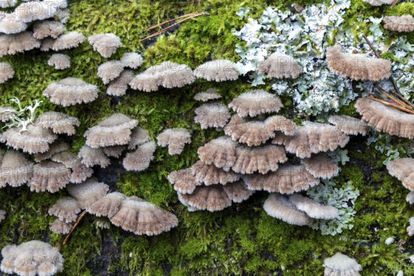 Tree fungus, Split Gill (Schizophyllum commune), on dead tree trunk, Darßwald, Darß, Fischland-Darß-Zingst, National Park Vorpommersche Boddenlandschaft, Mecklenburg-Vorpommern, Germany