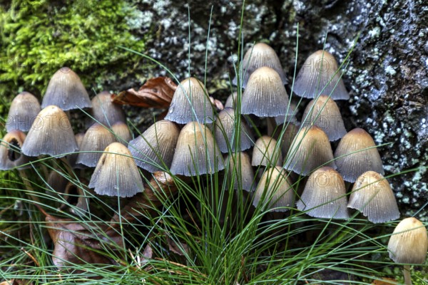 Mushroom, mica tintling (Coprinellus micaceus), Darßwald, Darß, Fischland-Darß-Zingst, Vorpommersche Boddenlandschaft National Park, Mecklenburg-Western Pomerania, Germany