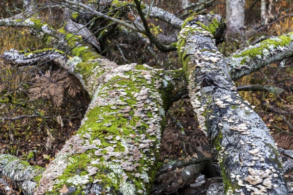 Dead tree trunks with tree fungi, Split Gill (Schizophyllum commune), lying on forest floor, Darßwald, Darß, Fischland-Darß-Zingst, National Park Vorpommersche Boddenlandschaft, Mecklenburg-Vorpommern, Germany