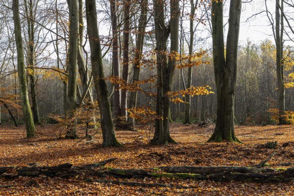 Autumn forest, autumn-colored trees, Darßwald, Darß, Fischland-Darß-Zingst, Western Pomerania Lagoon Area National Park, Mecklenburg-Western Pomerania, Germany