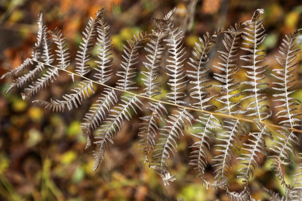 Brown fern leaf, Darßwald, Darß, Fischland-Darß-Zingst, Western Pomerania Lagoon Area National Park, Mecklenburg-Western Pomerania, Germany