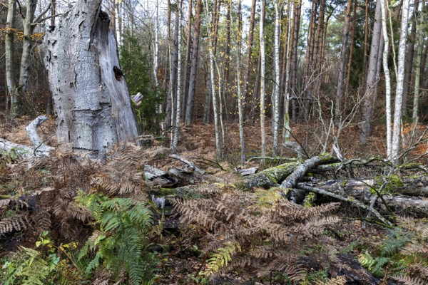 Dead tree trunks lie on forest soil, Darßwald, Darß, Fischland-Darß-Zingst, Western Pomerania Lagoon Area National Park, Mecklenburg-Western Pomerania, Germany