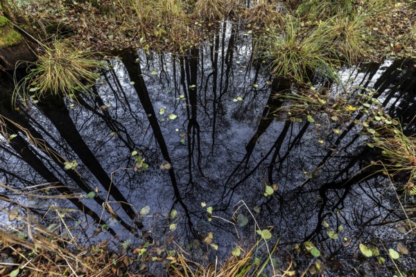 Moorland in the pristine Darßwald, trees are reflected in moor water, Darß, Fischland-Darß-Zingst, Western Pomerania Lagoon Area National Park, Mecklenburg-Western Pomerania, Germany