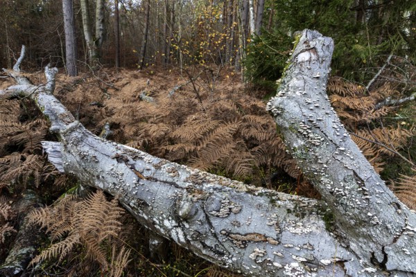 Dead tree lies on forest floor in fern, Darßwald, Darß, Fischland-Darß-Zingst, Western Pomerania Lagoon Area National Park, Mecklenburg-Western Pomerania, Germany
