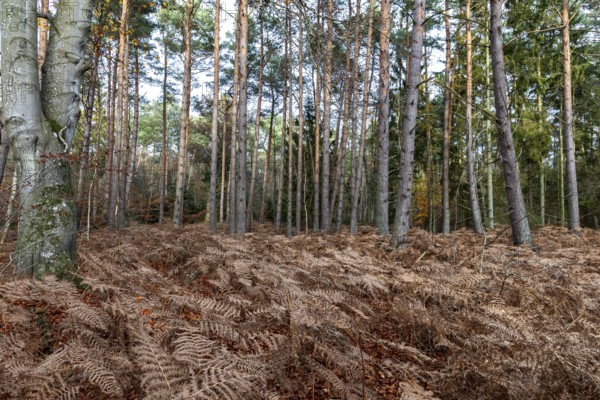 Autumn forest, forest floor covered with brown fern, Darß, Fischland-Darß-Zingst, Western Pomerania Lagoon Area National Park, Mecklenburg-Western Pomerania, Germany