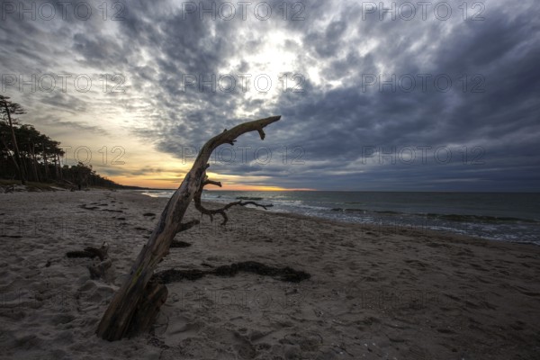 Dead tree on the beach, dramatic clouds, evening light, sunset, Weststrand Darß, Baltic Sea, Fischland-Darß-Zingst, Western Pomerania Lagoon Area National Park, Mecklenburg-Western Pomerania, Germany