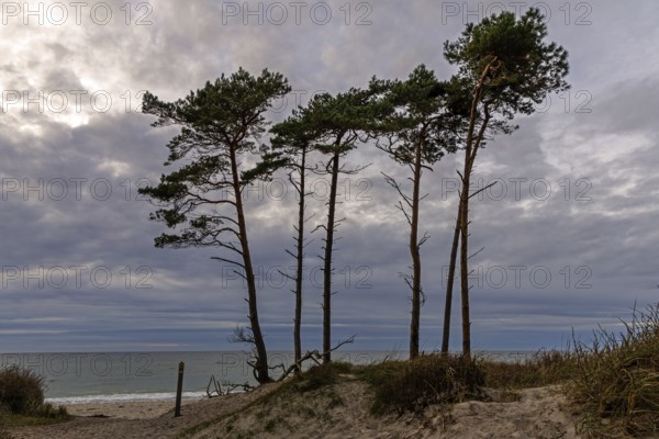 Weststrand Darß, Baltic Sea, Fischland-Darß-Zingst, Western Pomerania Lagoon Area National Park, Mecklenburg-Western Pomerania, Germany