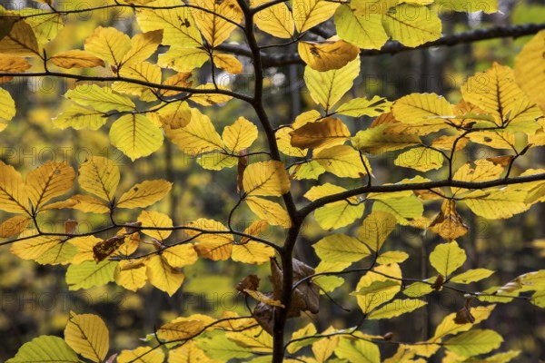 Autumnal leaves in backlight, Darßwald, Fischland-Darß-Zingst, Western Pomerania Lagoon Area National Park, Mecklenburg-Western Pomerania, Germany