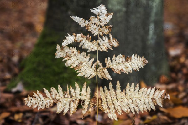 Brown wilted fern leaf, Darßwald, Fischland-Darß-Zingst, Western Pomerania Lagoon Area National Park, Mecklenburg-Western Pomerania, Germany