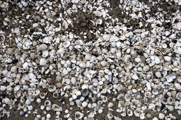 Mussel shells in the sand, Weststrand Darß, Baltic Sea, Fischland-Darß-Zingst, Western Pomerania Lagoon Area National Park, Mecklenburg-Western Pomerania, Germany