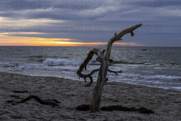 Dead tree on the beach, evening light, sunset, Weststrand Darß, Baltic Sea, Fischland-Darß-Zingst, Western Pomerania Lagoon Area National Park, Mecklenburg-Western Pomerania, Germany