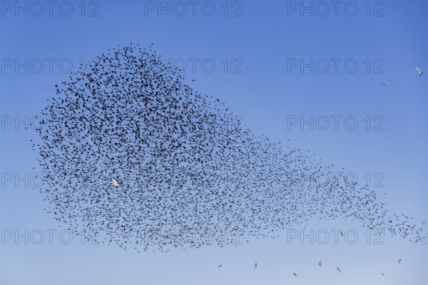 A flock of starlings (Sturnus vulgaris) as well as storm petrels (Larus canus) and black-headed gulls (Chroicocephalus ridibundus) form a large flight formation in the blue sky, autumn migration, spring migration, bird migration, assembly point, flight formation, Germany