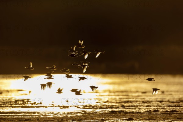 A small flock of starlings (Sturnus vulgaris) backlit, evening light, reflection, Germany
