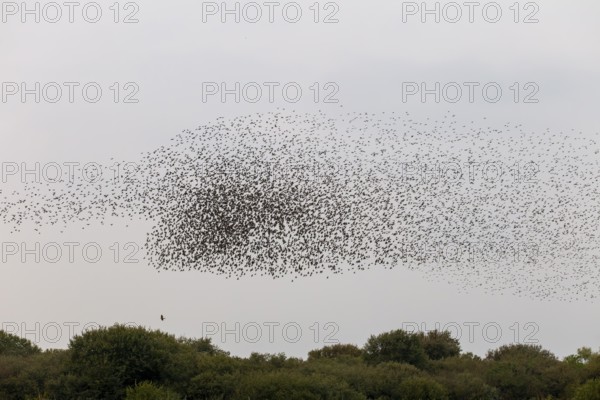 Below the flock of starlings (Sturnus vulgaris), a sparrowhawk (Accipiter nisus) follows the birds and hopes for an opportunity to catch prey, autumn migration, spring migration, bird migration, assembly point, flight formation, bird of prey, prey, prey predator, hunt, pursue, Germany